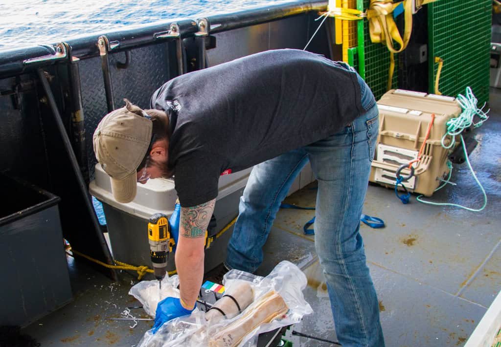 Vermes-zumbi desaparecem de ossos de baleia no Pacífico e acendem sinal de alerta na comunidade científica Vermes-zumbi desaparecem de ossos de baleia no Pacífico e acendem sinal de alerta na comunidade científica