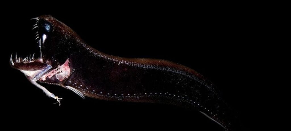 Oito criaturas marinhas que parecem ter saído de outro planeta