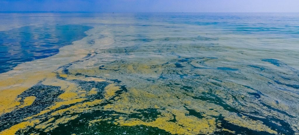 Oito micro-organismos invisíveis que mantêm o planeta ativo e equilibrado