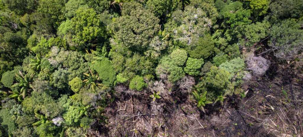 Acordo entre Google e startup brasileira marca maior investimento da empresa em remoção de carbono na Amazônia Acordo entre Google e startup brasileira marca maior investimento da empresa em remoção de carbono na Amazônia
