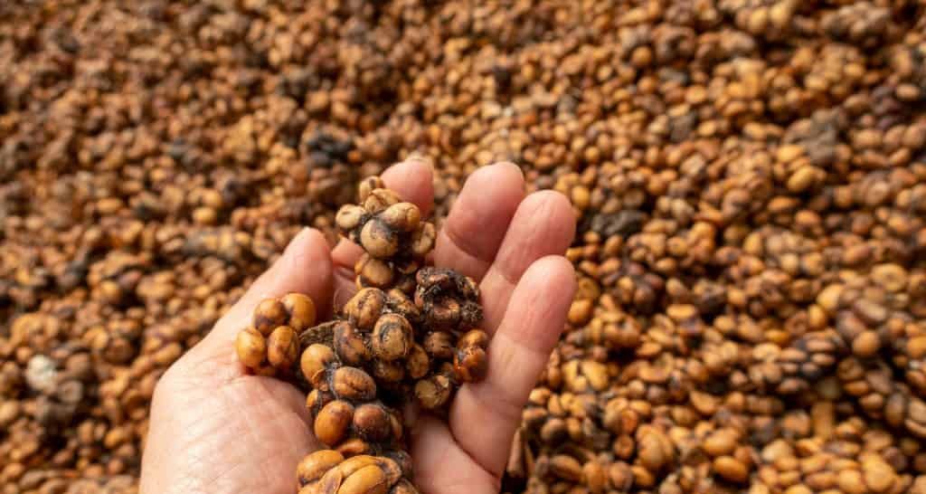 Kopi Luwak: do trato digestivo da civeta às xícaras mais caras do planeta Kopi Luwak: do trato digestivo da civeta às xícaras mais caras do planeta