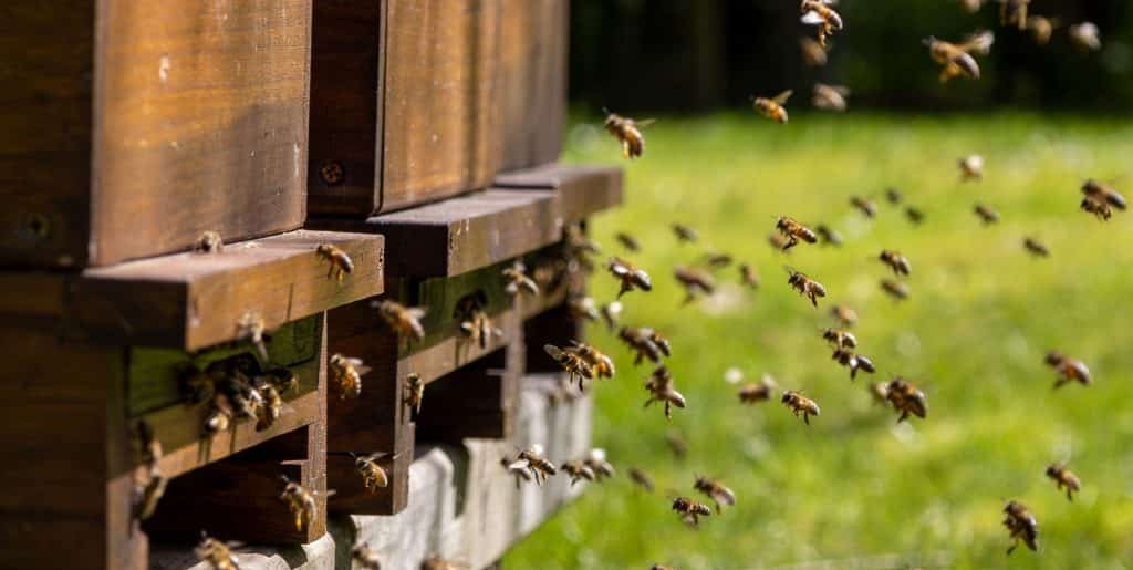 Morte no ar: entenda por que zangões literalmente se rompem durante o acasalamento Morte no ar: entenda por que zangões literalmente se rompem durante o acasalamento