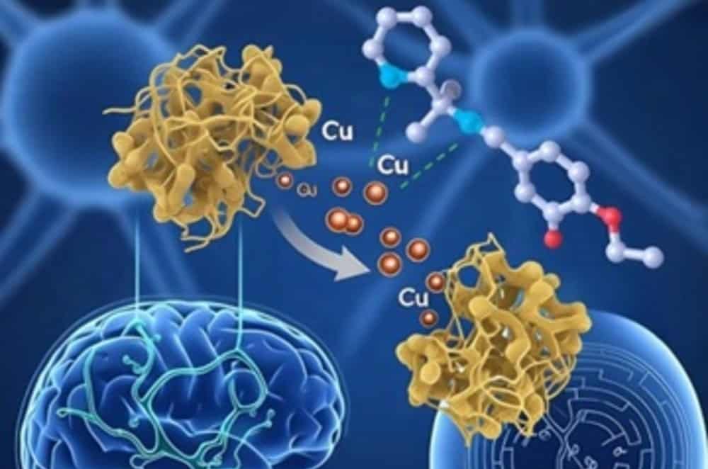Pesquisadores brasileiros criam composto quelante de cobre que reduz sintomas de Alzheimer em testes pré-clínicos Pesquisadores brasileiros criam composto quelante de cobre que reduz sintomas de Alzheimer em testes pré-clínicos