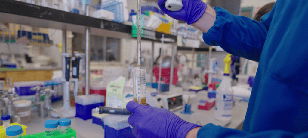 Pigmento de camuflagem dos polvos é produzido em larga escala por bactéria em técnica inédita da UC San Diego