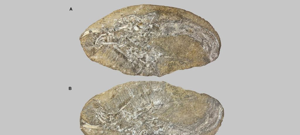 Vômito fossilizado no Ceará revela Bakiribu waridza, primeiro pterossauro filtrador dos trópicos