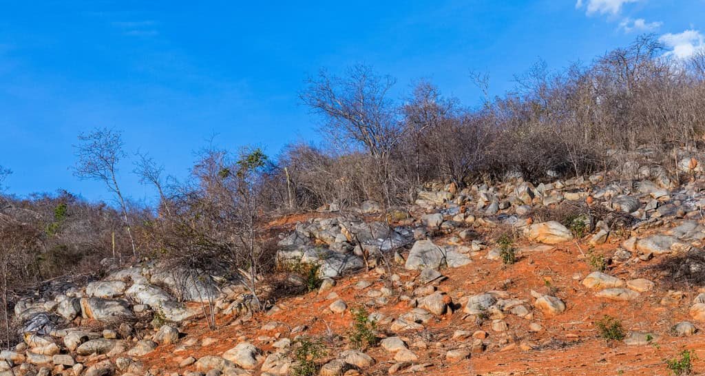 Estudo projeta Nordeste quase totalmente árido até 2100 e reforça urgência de políticas hídricas